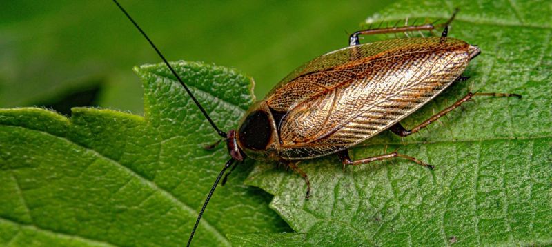 Cockroach Extermination