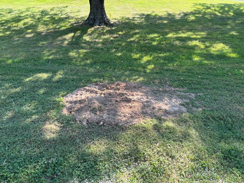 Stump Removal