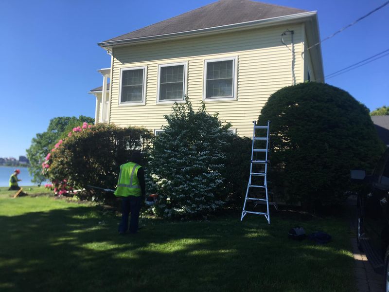 Tree Removal gallery