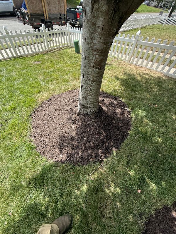 Tree & Shrub Care