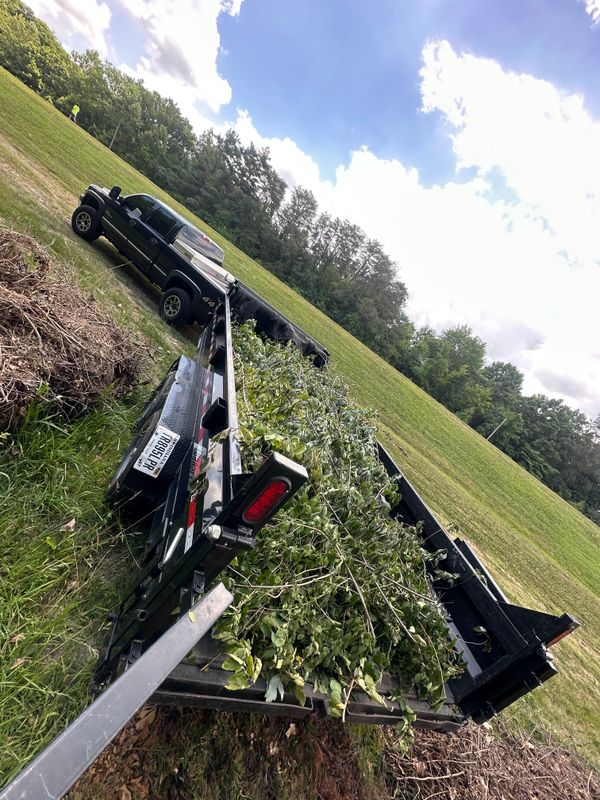 Shrub & Hedge Trimming
