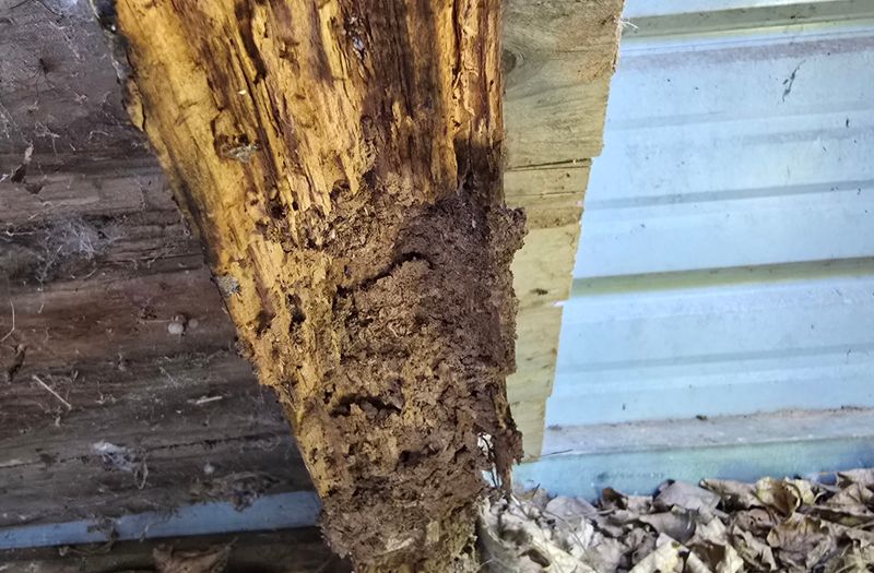 Termite Inspection & Treatment