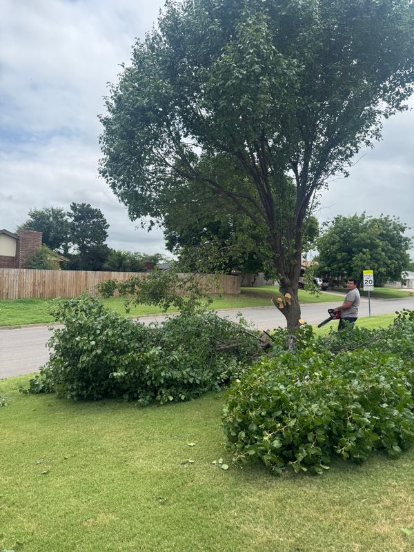 Tree Removal