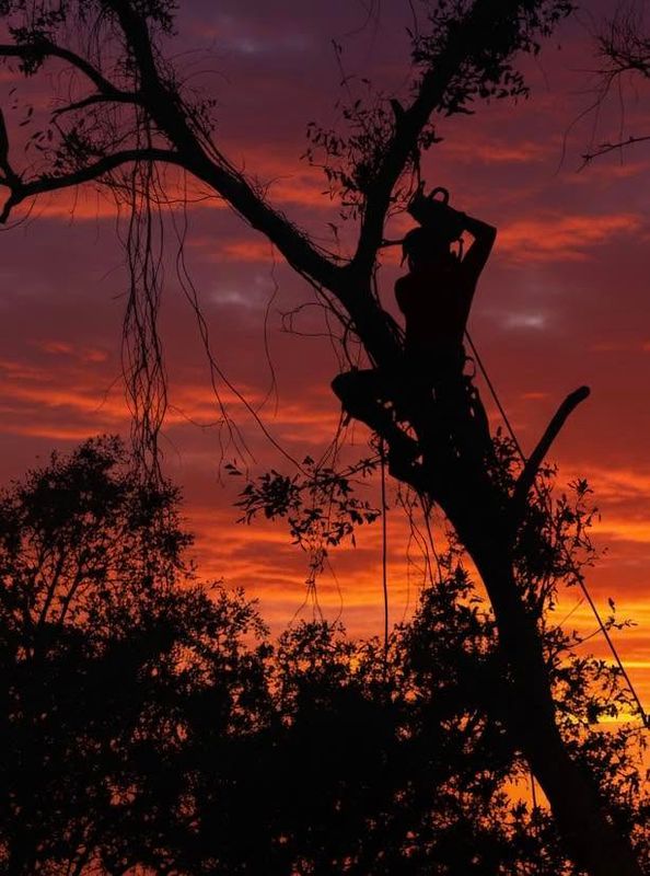 Tree Services