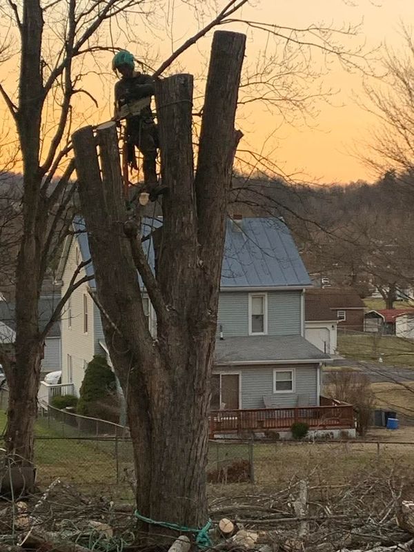 Tree Removal gallery