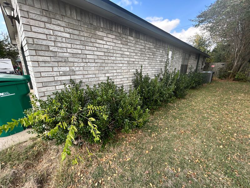 Shrubbery trimming and removal