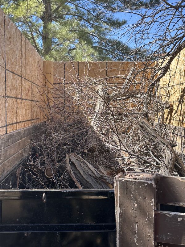 Tree Removal