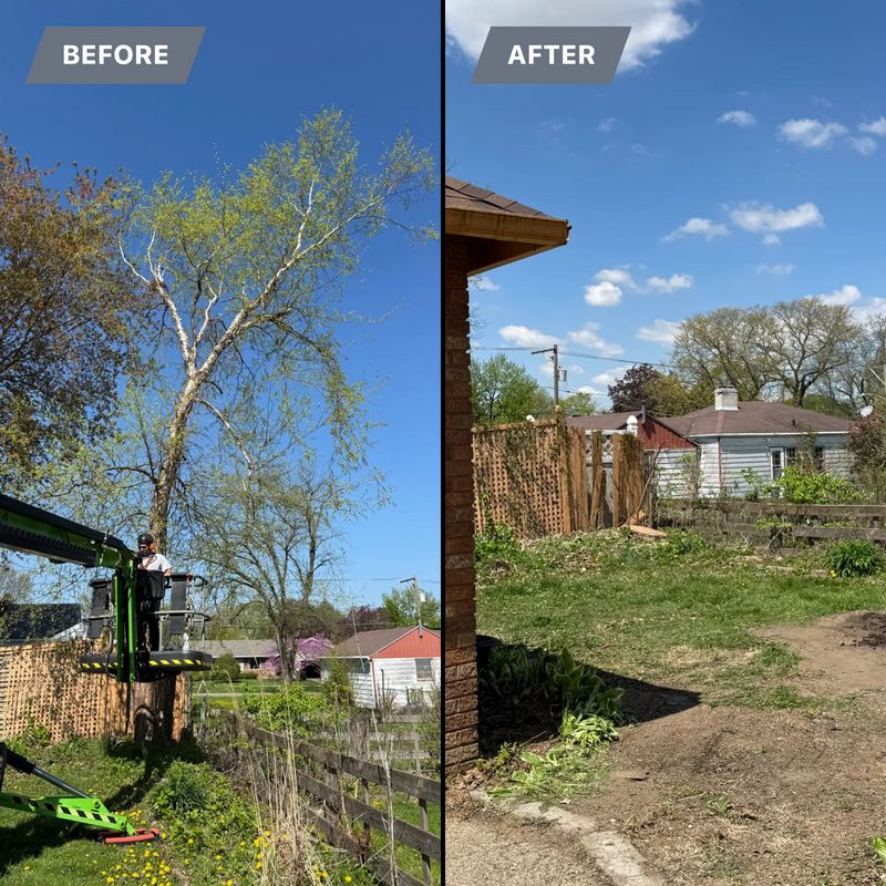 Tree Removal