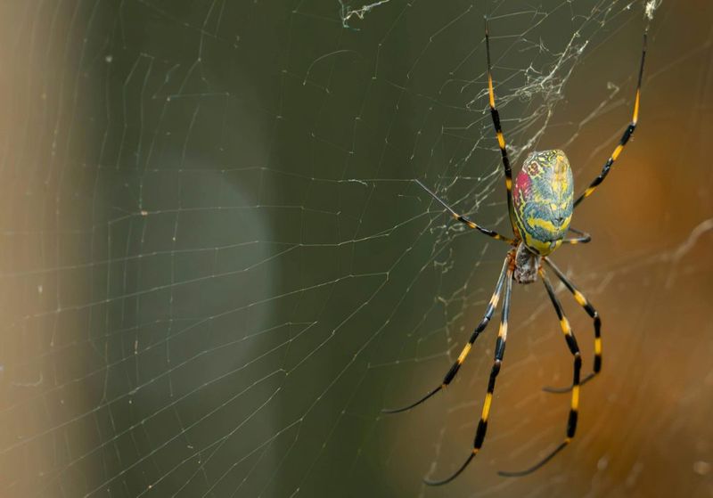 Joro Spider Control