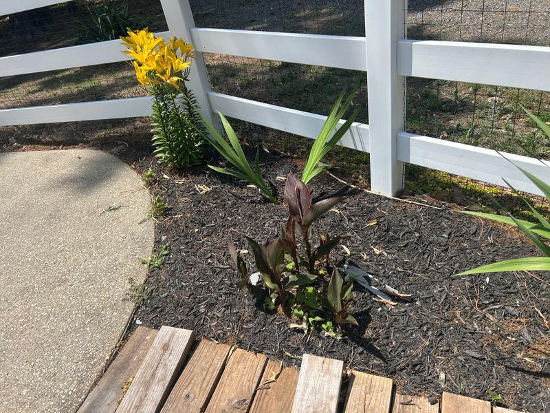 Plantings