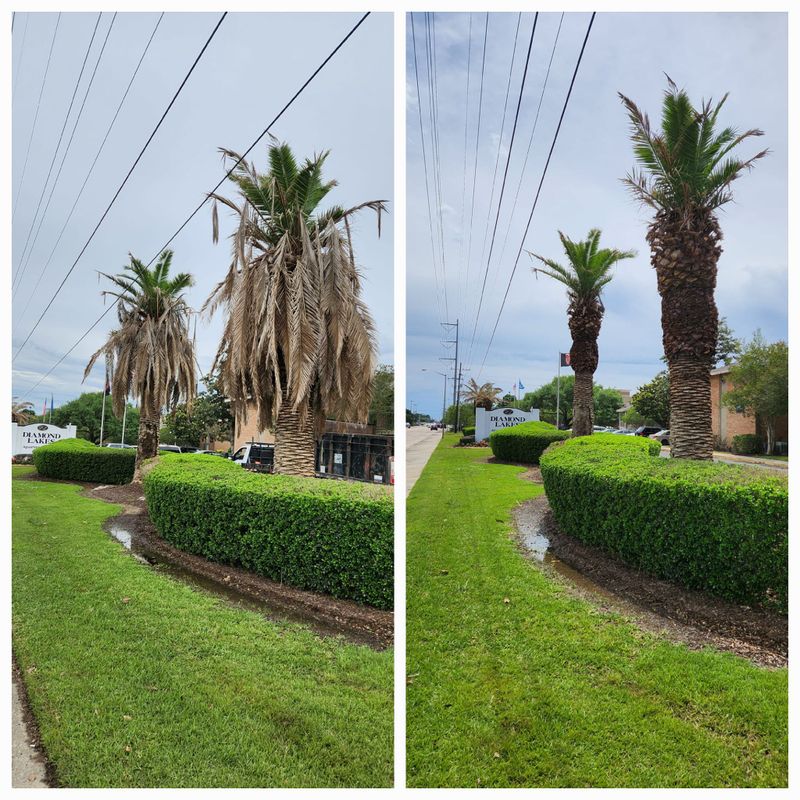 Shrub Trimming