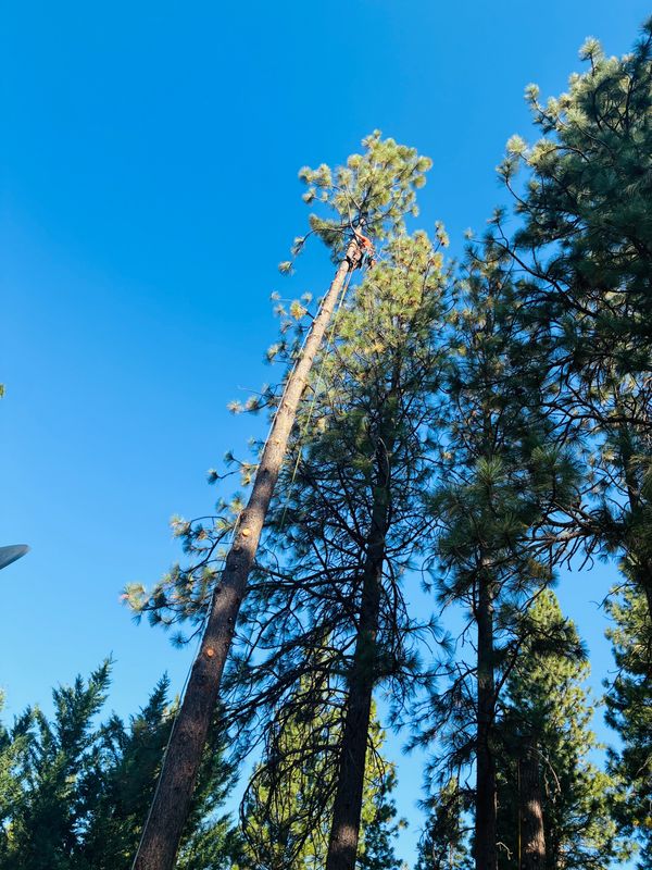 Tree Pruning