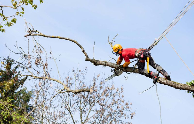 Tree Trimming