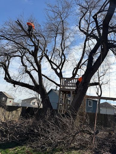 Tree Trimming