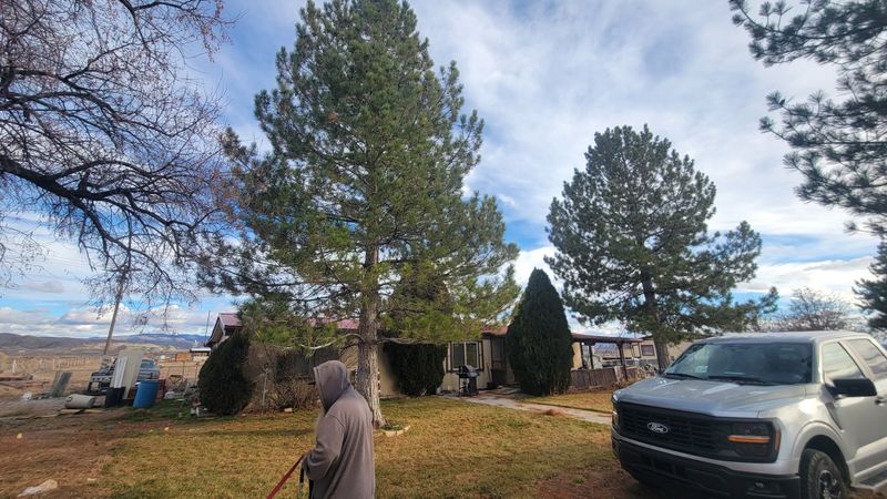 Tree Pruning