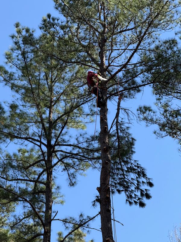 Tree Removal