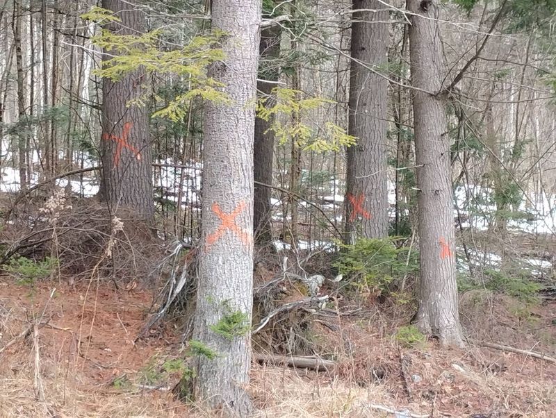 Tree Removal gallery