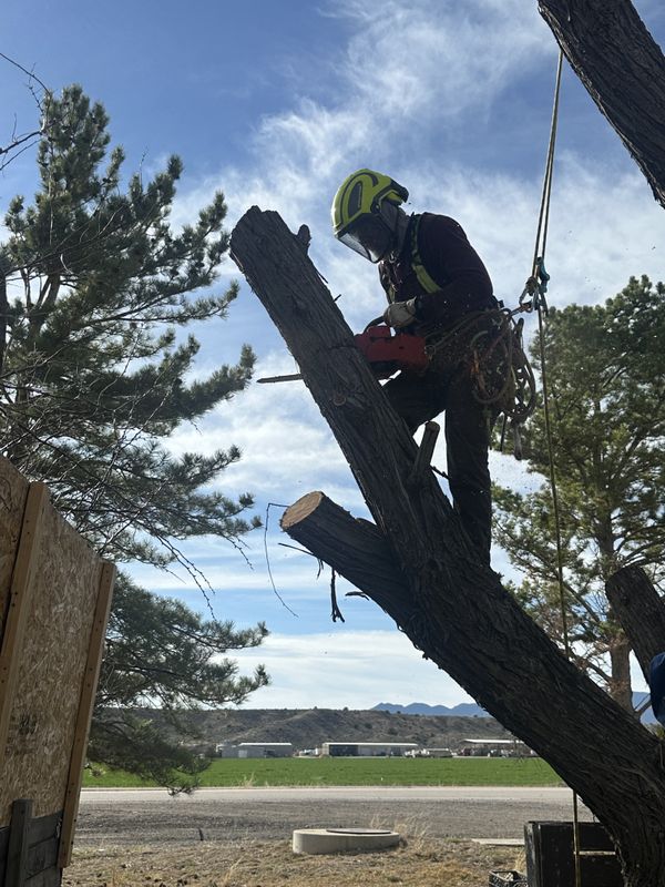Tree Removal