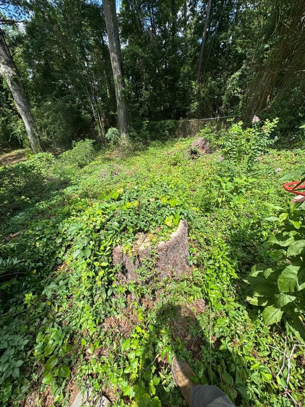 Stump Grinding gallery