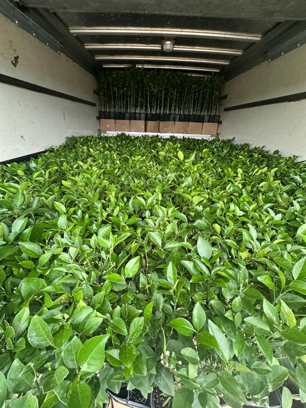 Fruit Marketing & Harvesting