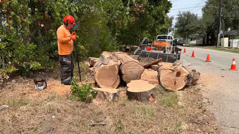 Tree trimming and removal