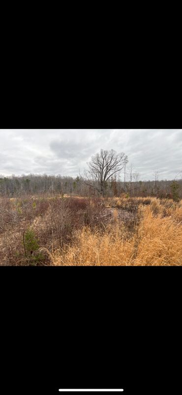 Land Clearing
