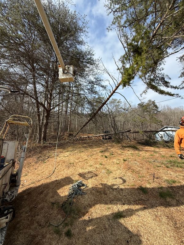 Tree Removal