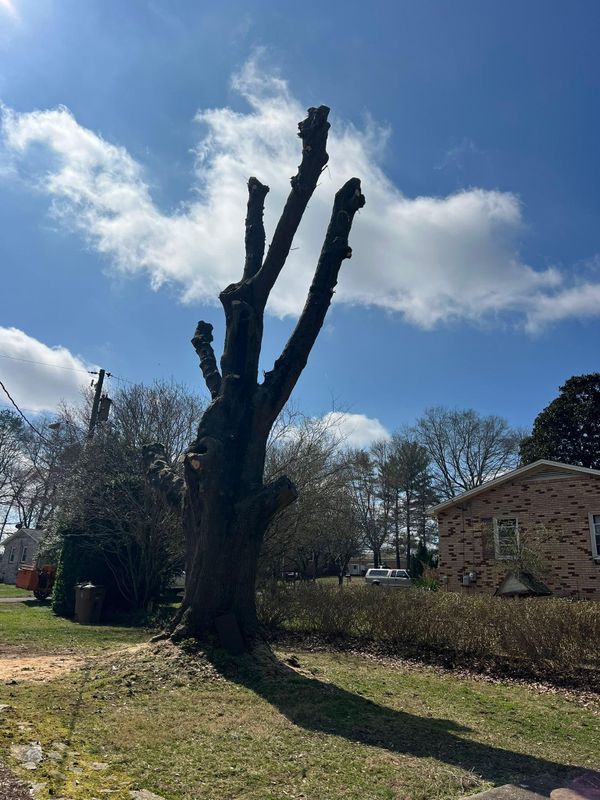Tree Trimming