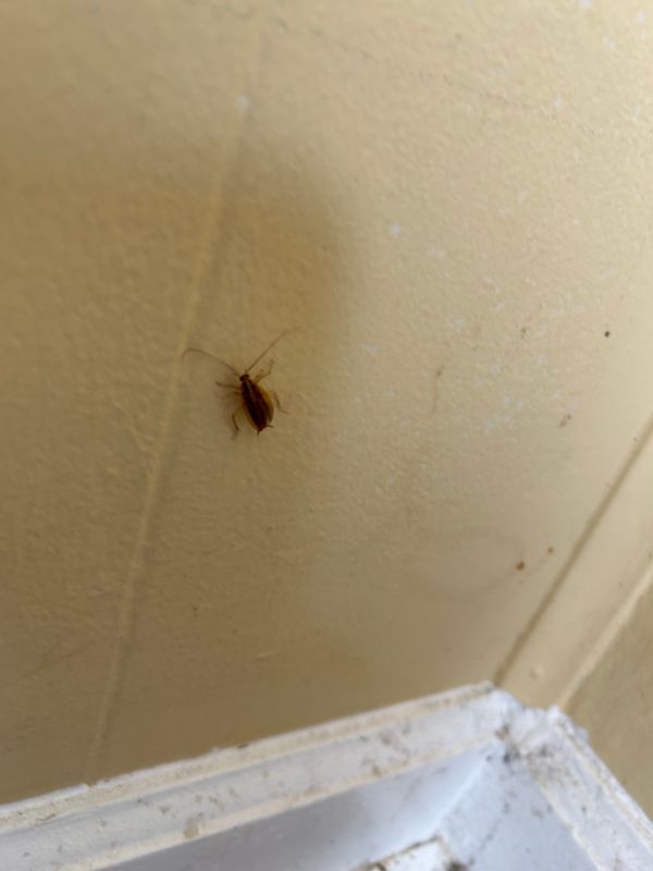 Cockroach Extermination