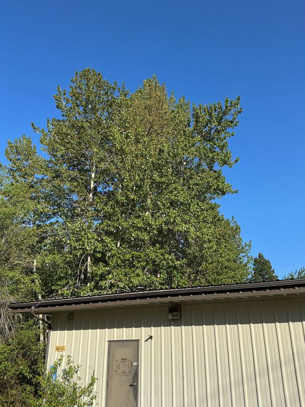 Tree Services
