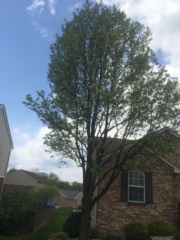 Pruning