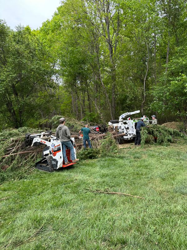 Tree Services