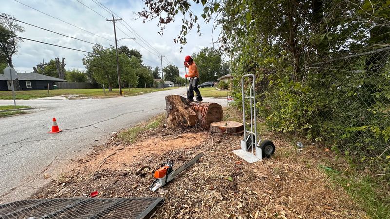 Tree trimming and removal