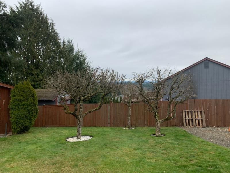 Fruit Trees Pruning and Shaping