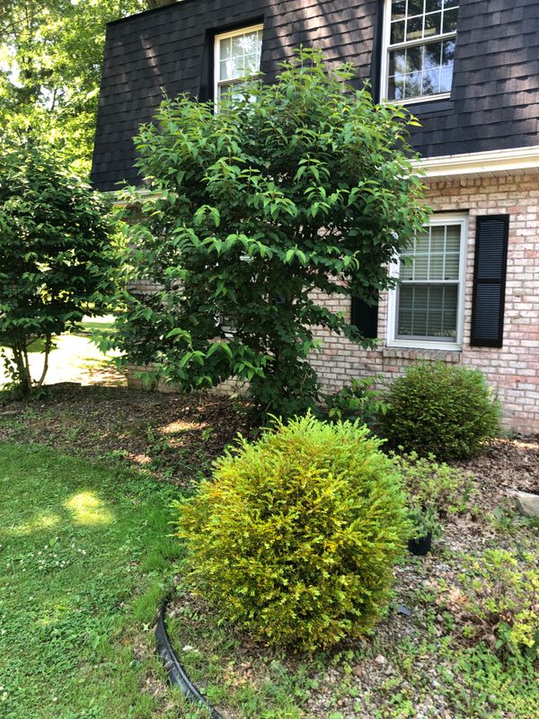 Shrub Trimming