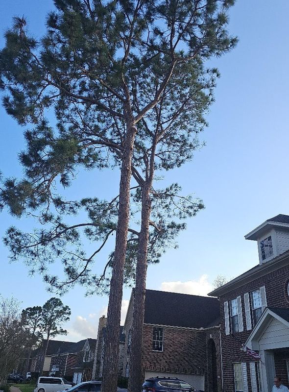Tree Trimming
