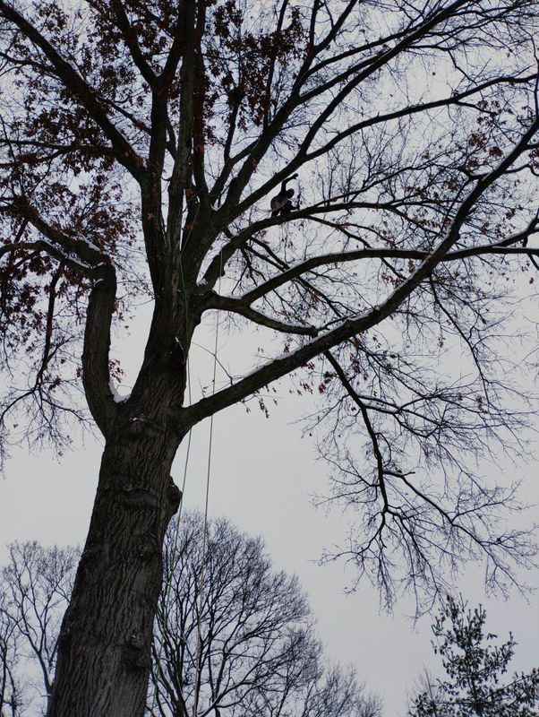 Tree Trimming