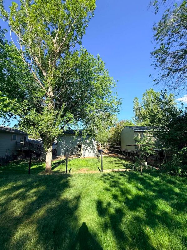 Tree Removal