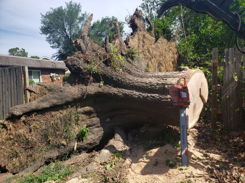 Stump Removal