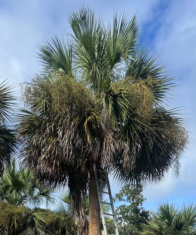 Palm Tree Trimming