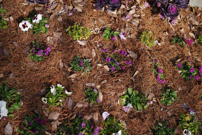 Mulch Installation