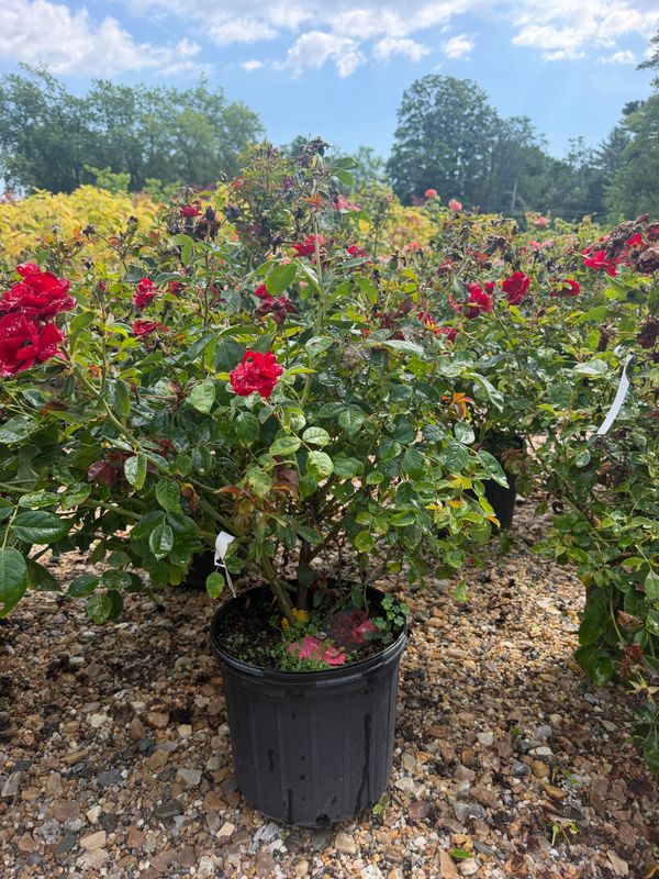 Garden Center