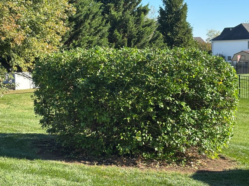 Garden Maintenance