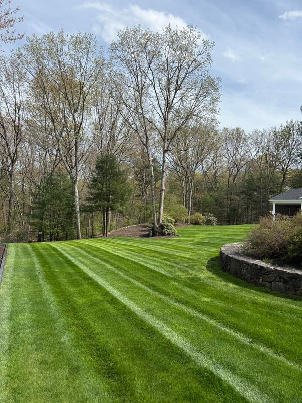Lawn and Yard Renovation
