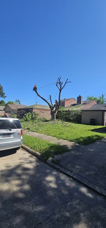 Tree Removal gallery