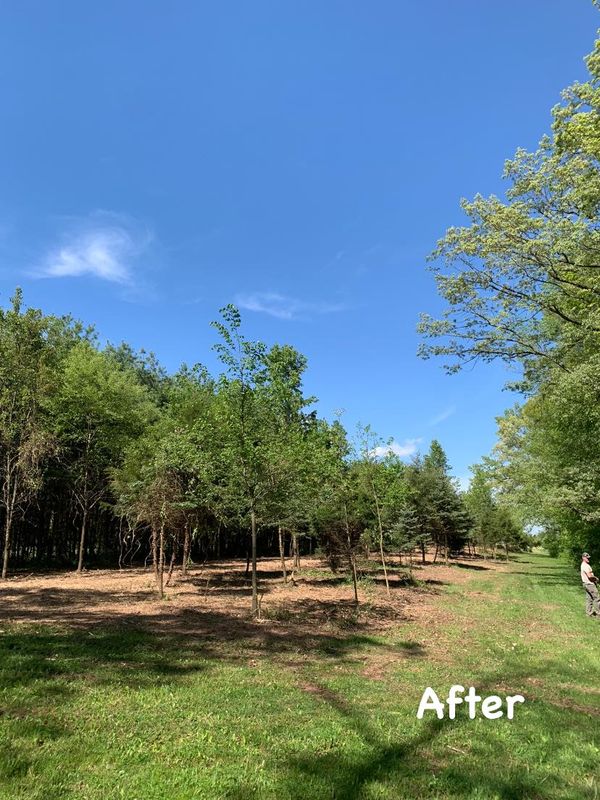 Land Clearing