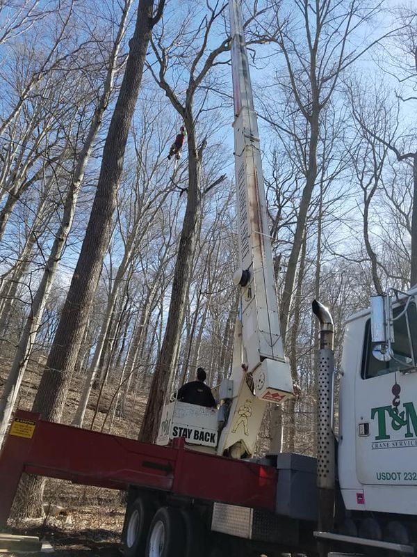 Tree Removal