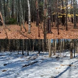 Land Clearing