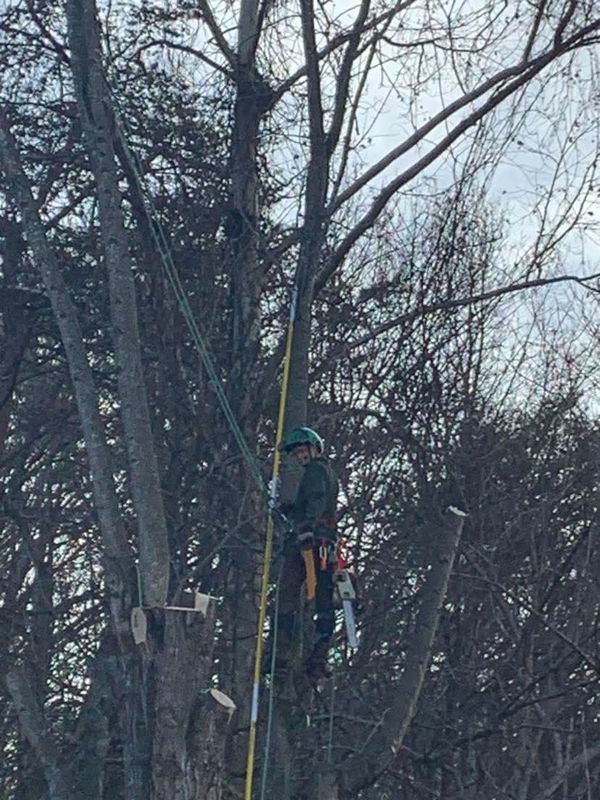 Tree Removal gallery