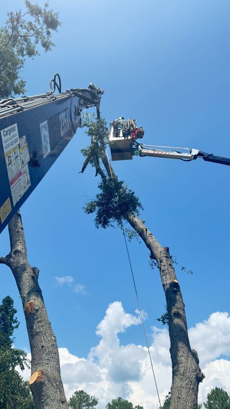 Tree Removal